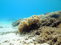 沖縄のサンゴ礁の画像002