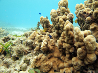 沖縄のサンゴ礁の画像007