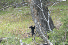 イエローストーン国立公園のブラックベアーの画像139