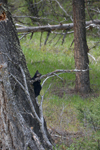 イエローストーン国立公園のブラックベアーの画像147
