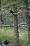 イエローストーン国立公園のブラックベアーの画像149