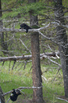 イエローストーン国立公園のブラックベアーの画像150