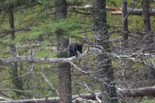 イエローストーン国立公園のブラックベアーの画像153