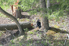 イエローストーン国立公園のブラックベアーの画像166