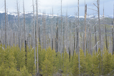 イエローストーン国立公園の山火事で焼けた木々の画像007