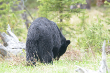 イエローストーン国立公園のブラックベアーの画像177