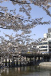 三条鴨川の桜の画像004