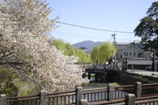 京都祇園の桜の画像005