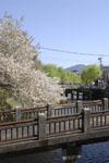京都祇園の桜の画像007