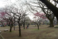 小金井公園の梅園の画像001