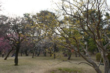 小金井公園のサンシュユの画像001