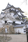 彦根城と満開の桜の画像001