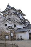 彦根城と満開の桜の画像003