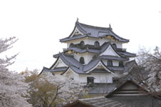 彦根城と満開の桜の画像006