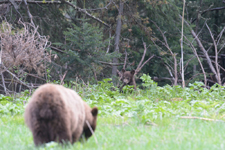 グランド・ティトン国立公園のブラックベアーの画像002