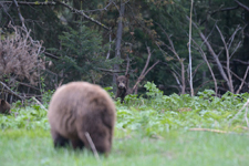 グランド・ティトン国立公園のブラックベアーの画像030