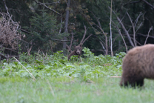 グランド・ティトン国立公園のブラックベアーの画像039