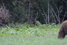 グランド・ティトン国立公園のブラックベアーの画像040