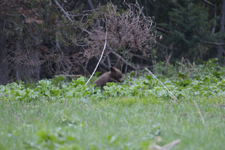 グランド・ティトン国立公園のブラックベアーの画像041