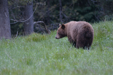 グランド・ティトン国立公園のブラックベアーの画像076