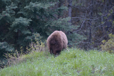 グランド・ティトン国立公園のブラックベアーの画像092