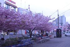 三崎の河津桜の画像001