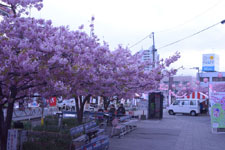 三崎の河津桜の画像002