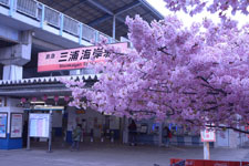 三崎の河津桜の画像003