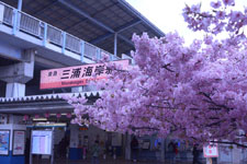 三崎の河津桜の画像004
