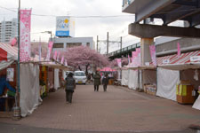 三崎の河津桜の画像005