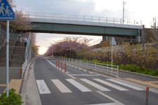 三崎の河津桜の画像006