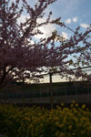 三崎の河津桜の画像015
