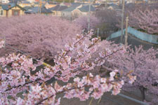 三崎の河津桜の画像017