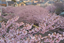 三崎の河津桜の画像018