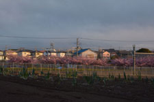 三崎の河津桜の画像021