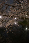 井の頭恩賜公園の満開の夜桜の画像014