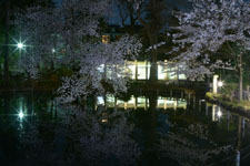 井の頭恩賜公園の満開の夜桜の画像025