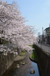 神田川の満開の桜の画像020