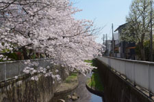 神田川の満開の桜の画像021