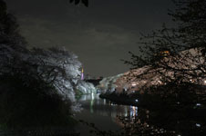 千鳥ヶ淵の満開の夜桜の画像017