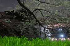 千鳥ヶ淵の満開の夜桜の画像027