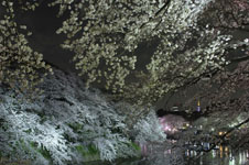千鳥ヶ淵の満開の夜桜の画像030