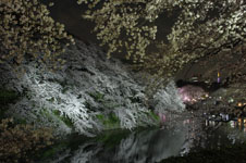 千鳥ヶ淵の満開の夜桜の画像032