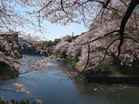 千鳥ヶ淵の満開の桜の画像001