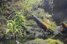 井の頭動物園の蛙の画像001