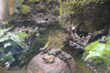 井の頭動物園の蛙の画像002