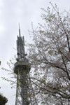 名古屋テレビ塔と桜の画像004