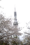 名古屋テレビ塔と桜の画像006