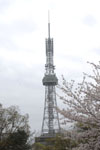 名古屋テレビ塔と桜の画像009