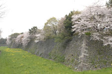 名古屋城のお堀の桜の画像001